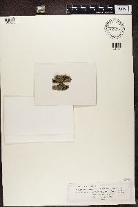 Diploschistes muscorum image