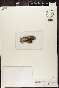 Image of Enterographa cyclocarpa