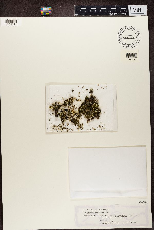 Erioderma physcioides image