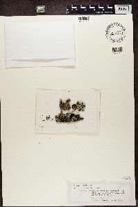 thumbnail image of current specimen