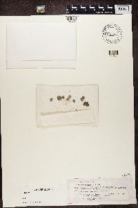 Media resource of Heterodermia desertorum