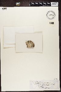 Lecanora caesiorubella image