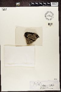 Thumbnail image of current specimen