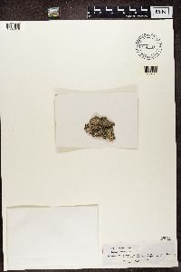 Thumbnail image of current specimen