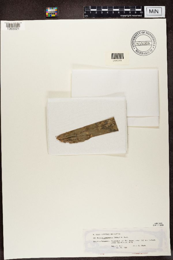 Mazosia praemorsa image