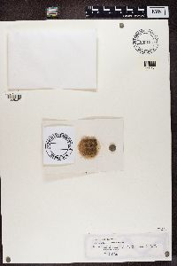 Psora icterica image