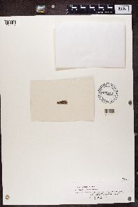 Fuscidea fulva image