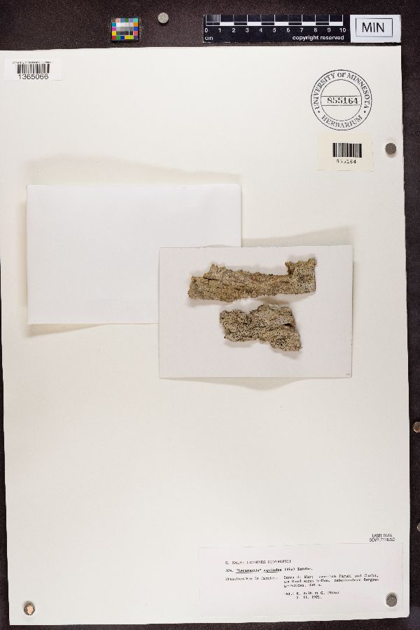 Lecanactis myriadea image