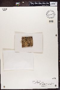 Lecanora argentata image