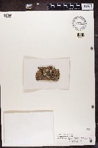 Gyalolechia flavovirescens image