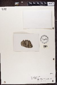 Lecanora leprosa image