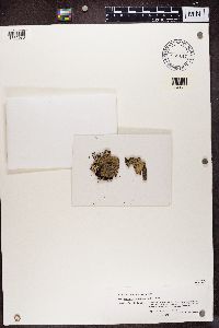 Pannaria rubiginosa image