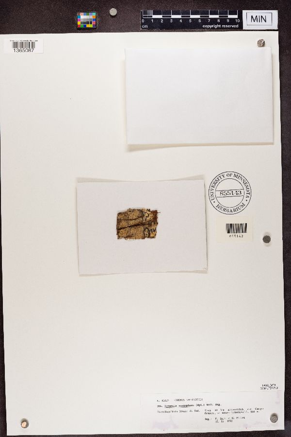 Pyrenula mastophora image
