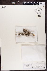 Hyperphyscia syncolla image