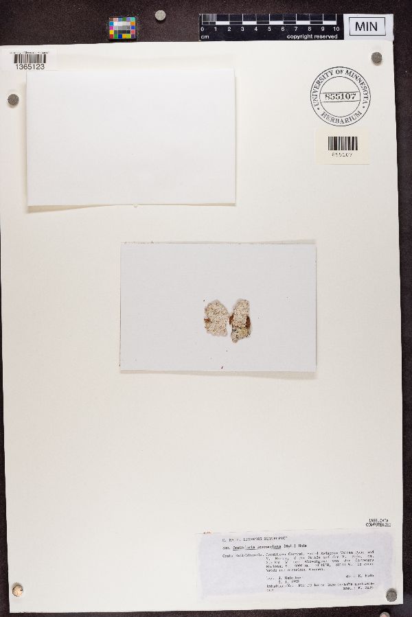 Ocellularia leucomelaena image