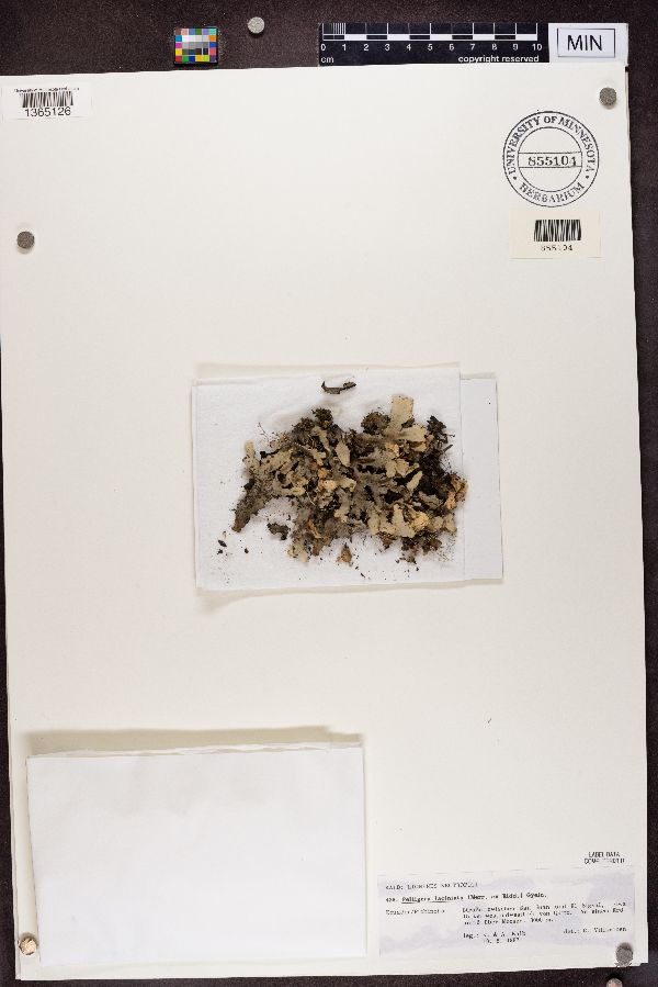 Peltigera laciniata image