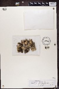 Peltigera laciniata image