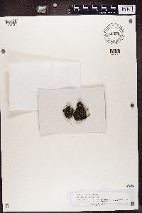 Psora icterica image