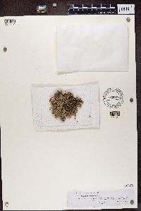 Stereocaulon tomentosum image