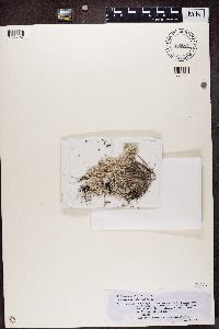 Pertusaria culbersonii image