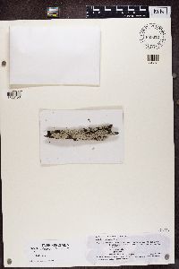 Physcia crispa image