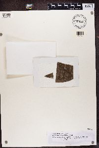 Bacidina apiahica image