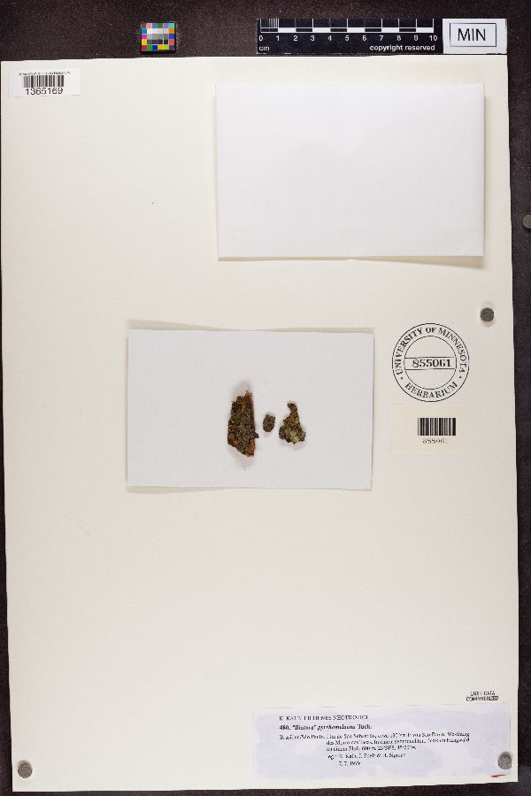 Biatora pyrrhomelaena image