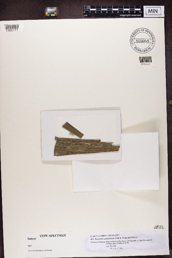 Byssoloma amazonicum image