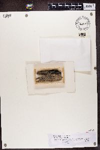 Calicium hyperelloides image