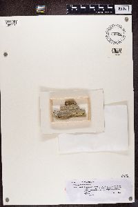 Calicium lenticulare image