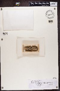 Calicium salicinum image