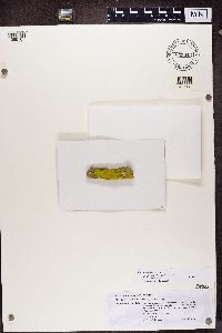 Chrysothrix candelaris image