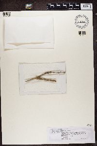 Cliostomum griffithii image