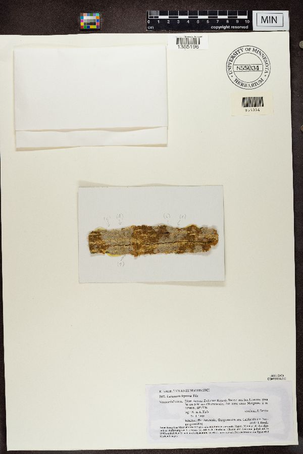 Lecanora leprosa image