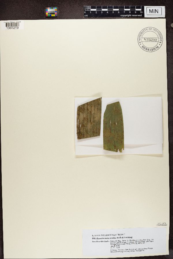 Byssolecania vezdae image