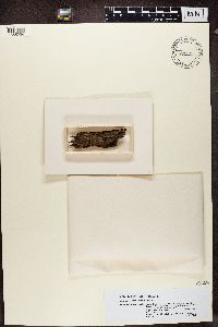 Calicium lenticulare image