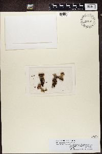 Cladonia coccifera image