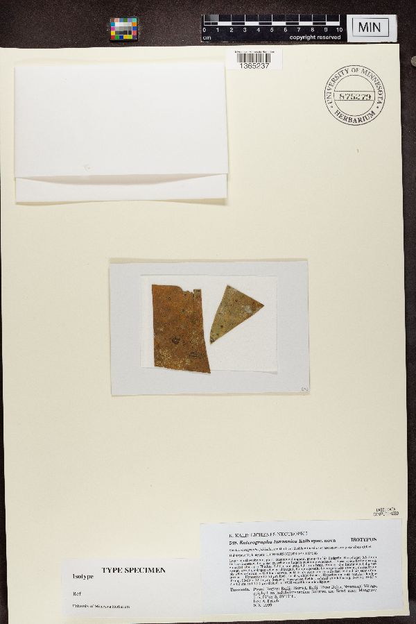 Enterographa tanzanica image