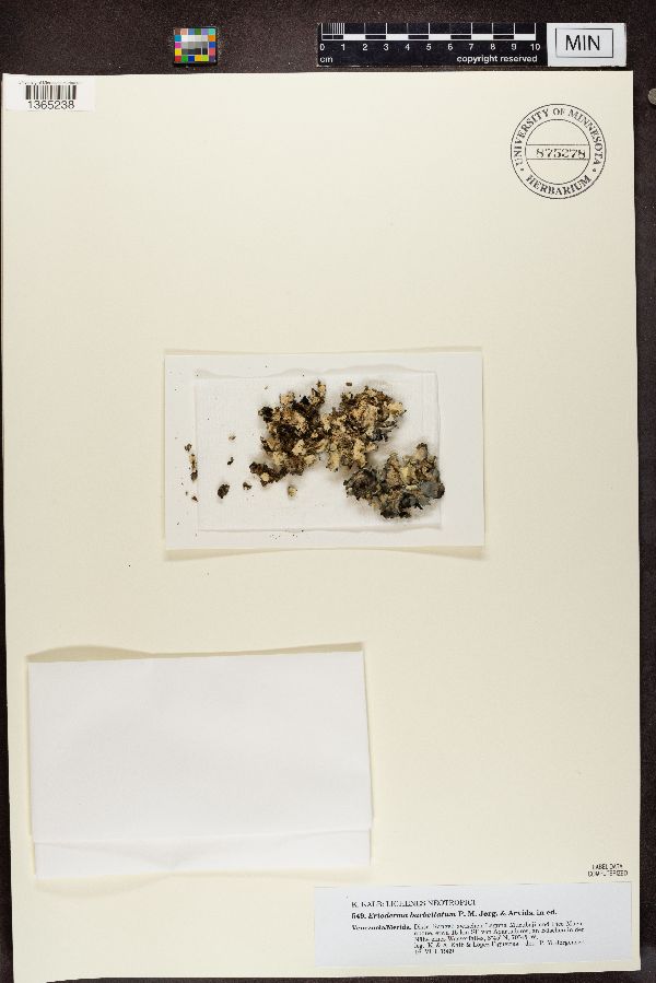 Erioderma barbellatum image