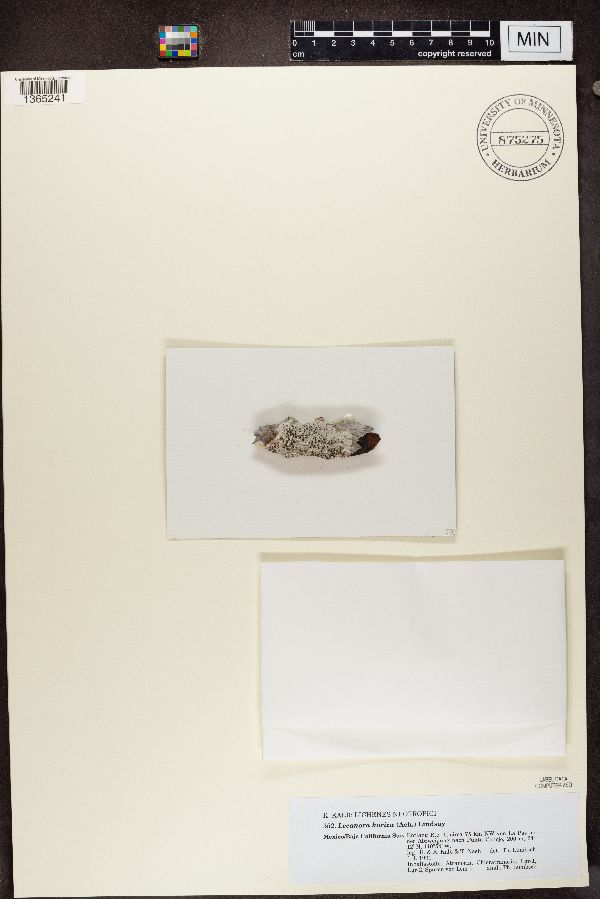 Lecanora horiza image