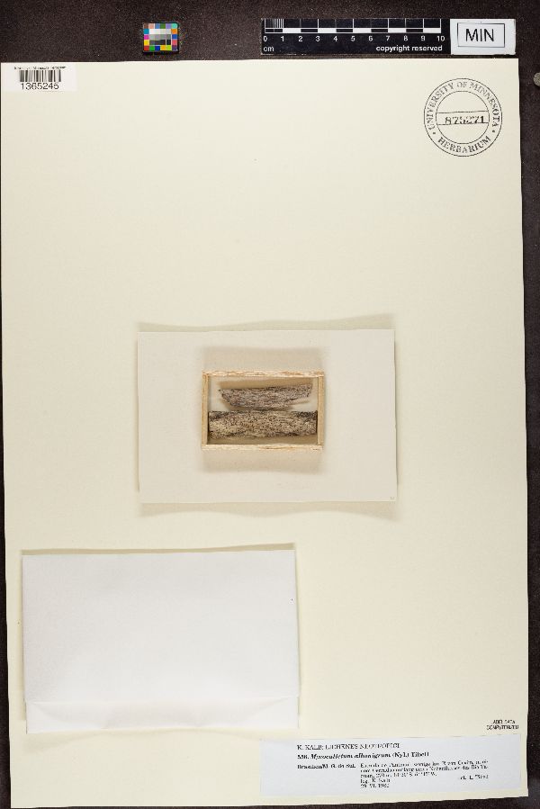 Mycocalicium albonigrum image