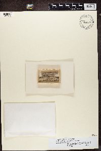 Media resource of Mycocalicium albonigrum