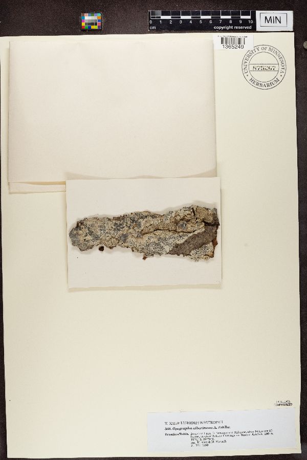 Opegrapha alborimosa image