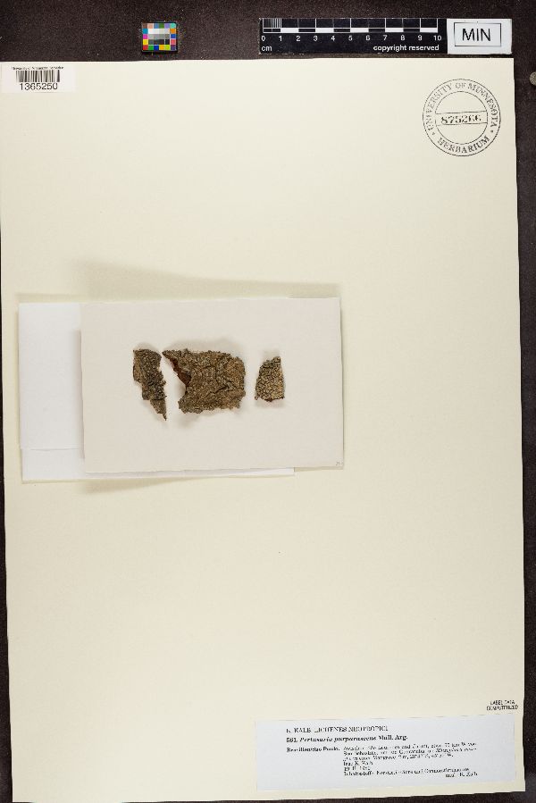 Pertusaria purpurascens image