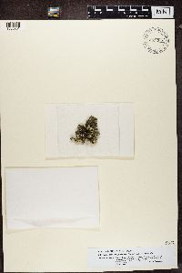 Phacopsis oxyspora image