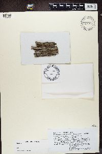 Image of Pyrrhospora bullata