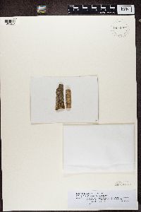 Bacidia alutacea image