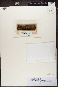 Calicium lenticulare image