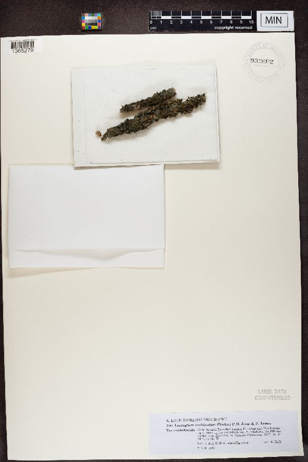 Leptogium cochleatum image