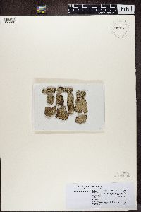 Media resource of Thelotrema berkeleyanum